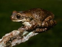 TropicalFrogs