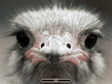 Ostrich