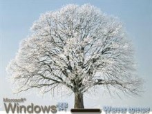 Winter Tree