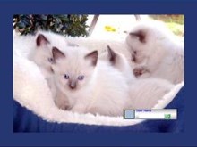 Beautiful Kittens