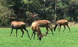 Herd