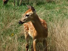 sweet fawn