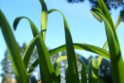 Grass