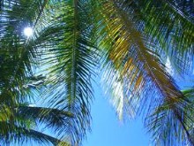 Palm1