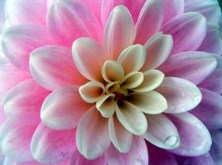Vanessa's Flower