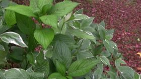 Fluttering Leaves