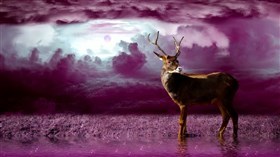 Dreamland_Fantasy