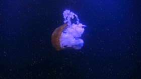 Heavenly_Jellyfish