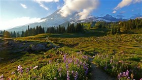 Gorgeous_Mountain_Flower
