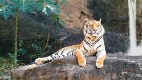 The_Beautiful_Tiger_4K