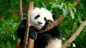 Bye Bye_Bedtime_Panda