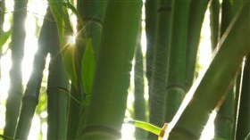 Misty_Bamboo