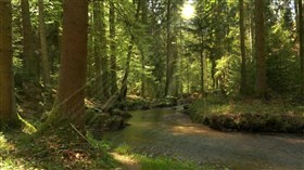 Forest_Stream_Rays