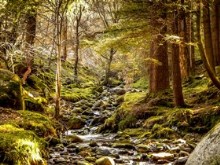 Irish_Forest