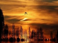 Golden_Sunset