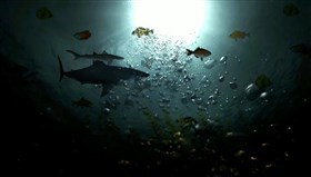 Sea_Life