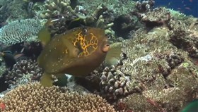 Boxfish