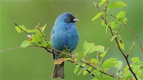 Indigo Bunting