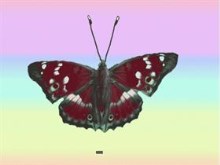 butterfly