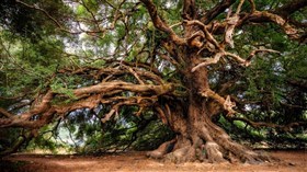 Rain Tree