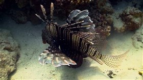 Lion Fish wSound