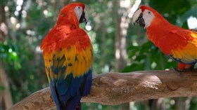 Colorful Birds