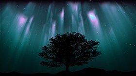Aurora Borealis Oak Tree