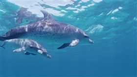 Sea World1