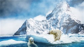 4K Polar Bear Winter