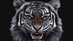 4K Tiger BW