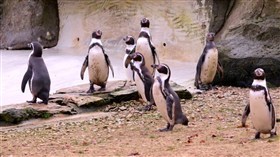 Penguins