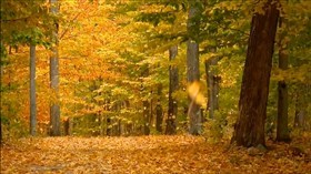 Autumn Leaves