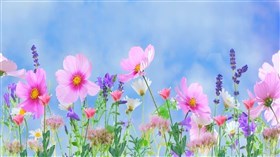 Spring Flowers