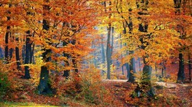 Autumn Woods