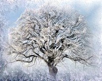 Ice Willow 2  Logon