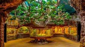 Tree Aquarium 4K