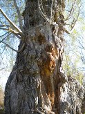 Old willow stock