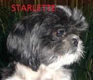 Starlette