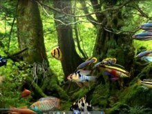 my desktop fishtank