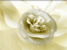 satin rose