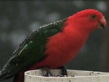 exotic bird