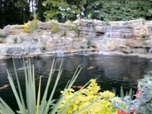 koi heaven