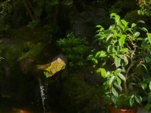 koi pond waterfall