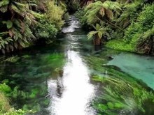 the amazon stream