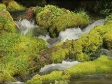 mossy spring creek