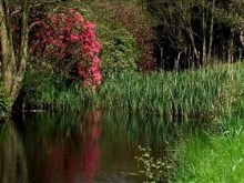garden lake