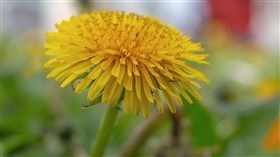 Dandelion