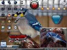 Blue Birds