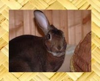 House Rabbits at Home