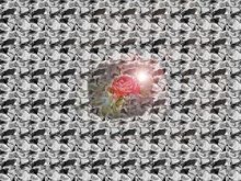 Roses Are Red